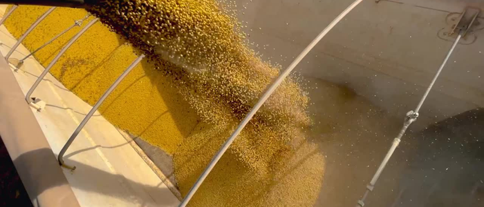 importação de soja brasileira é suspensa pela china após contaminação