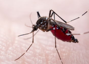 O Ministério da Saúde promove neste sábado (8) o Dia D Nacional de combate ao Aedes aegypti, com mutirões e campanhas educativas em todo o Brasil. A iniciativa visa reduzir os casos de dengue, Zika e chikungunya antes do período de maior risco.