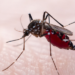 O Ministério da Saúde promove neste sábado (8) o Dia D Nacional de combate ao Aedes aegypti, com mutirões e campanhas educativas em todo o Brasil. A iniciativa visa reduzir os casos de dengue, Zika e chikungunya antes do período de maior risco.