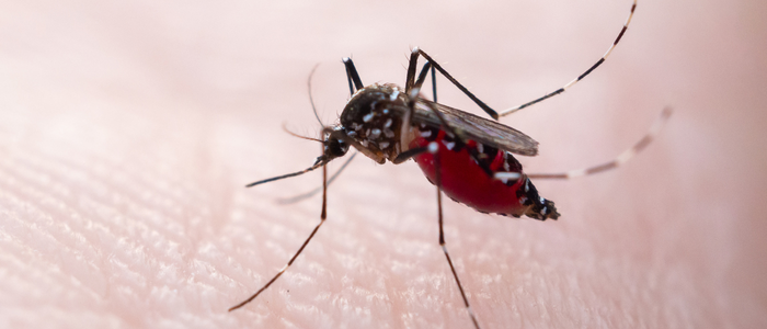O Ministério da Saúde promove neste sábado (8) o Dia D Nacional de combate ao Aedes aegypti, com mutirões e campanhas educativas em todo o Brasil. A iniciativa visa reduzir os casos de dengue, Zika e chikungunya antes do período de maior risco.