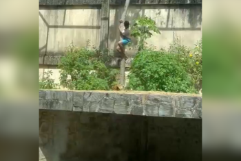 Ataque em zoológico leva ao fechamento temporário do parque.