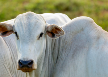 Carne brasileira enfrenta nova barreira na China após cota anual se esgotar. Entenda como funciona a tarifa de 67%.