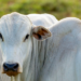 Carne brasileira enfrenta nova barreira na China após cota anual se esgotar. Entenda como funciona a tarifa de 67%.