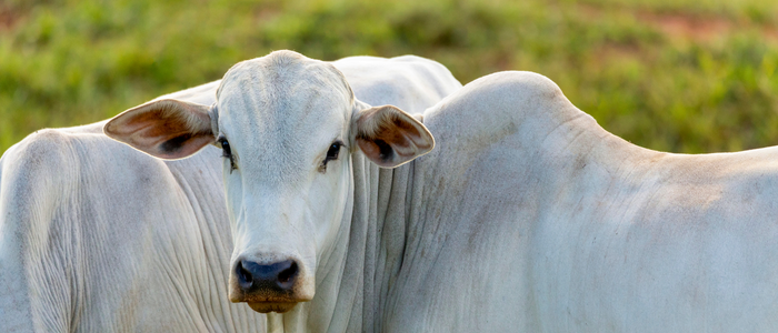 Carne brasileira enfrenta nova barreira na China após cota anual se esgotar. Entenda como funciona a tarifa de 67%.