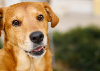 Estudo revela as raças que contribuíram para a formação do vira‑lata caramelo e explica as características genéticas do cão mais popular do Brasil