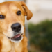 Estudo revela as raças que contribuíram para a formação do vira‑lata caramelo e explica as características genéticas do cão mais popular do Brasil