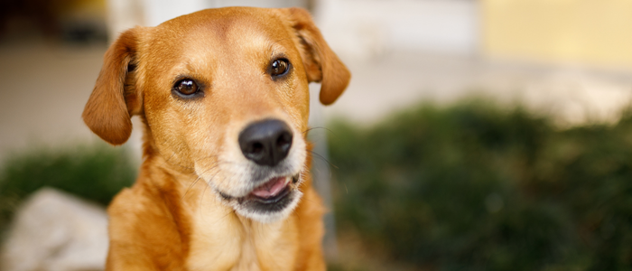 Estudo revela as raças que contribuíram para a formação do vira‑lata caramelo e explica as características genéticas do cão mais popular do Brasil
