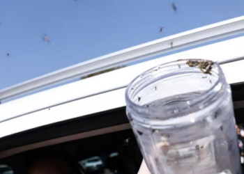 Ministério da Saúde inicia projeto inédito com mosquitos machos estéreis na aldeia Cimbres (PE) para reduzir a população de Aedes aegypti e prevenir dengue, Zika e chikungunya.