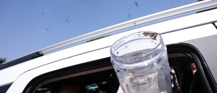 Ministério da Saúde inicia projeto inédito com mosquitos machos estéreis na aldeia Cimbres (PE) para reduzir a população de Aedes aegypti e prevenir dengue, Zika e chikungunya.