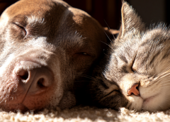 Programa de Castração de Macaé oferece serviços gratuitos para cães e gatos, com microchipagem e acompanhamento veterinário, reforçando bem-estar animal, saúde pública e segurança viária.