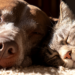Programa de Castração de Macaé oferece serviços gratuitos para cães e gatos, com microchipagem e acompanhamento veterinário, reforçando bem-estar animal, saúde pública e segurança viária.