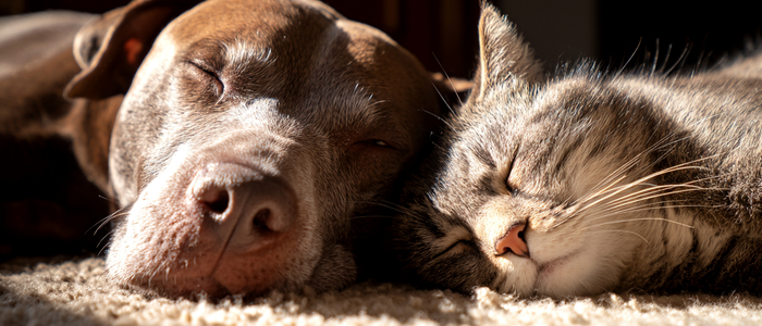 Programa de Castração de Macaé oferece serviços gratuitos para cães e gatos, com microchipagem e acompanhamento veterinário, reforçando bem-estar animal, saúde pública e segurança viária.