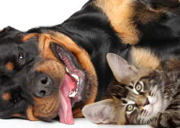 Angra dos Reis abre inscrições em 22/12 para castração gratuita de cães e gatos em janeiro de 2026; programa visa saúde animal e controle populacional.