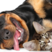 Angra dos Reis abre inscrições em 22/12 para castração gratuita de cães e gatos em janeiro de 2026; programa visa saúde animal e controle populacional.