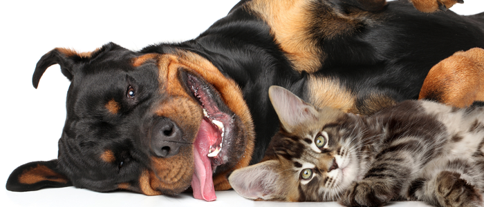Angra dos Reis abre inscrições em 22/12 para castração gratuita de cães e gatos em janeiro de 2026; programa visa saúde animal e controle populacional.