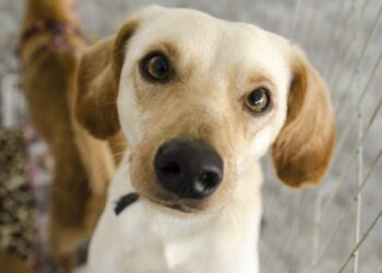 Feira de Adoção Animal realiza edição natalina neste sábado, com cerca de 30 cães e gatos disponíveis para adoção responsável e orientações aos novos tutores.