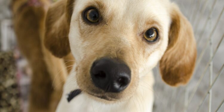 Feira de Adoção Animal realiza edição natalina neste sábado, com cerca de 30 cães e gatos disponíveis para adoção responsável e orientações aos novos tutores.