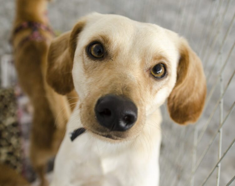 Feira de Adoção Animal realiza edição natalina neste sábado, com cerca de 30 cães e gatos disponíveis para adoção responsável e orientações aos novos tutores.