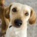 Feira de Adoção Animal realiza edição natalina neste sábado, com cerca de 30 cães e gatos disponíveis para adoção responsável e orientações aos novos tutores.