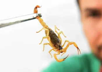 Brasil ultrapassa 200 mortes por picadas de escorpião em 2025. Saiba como agir e como prevenir acidentes.