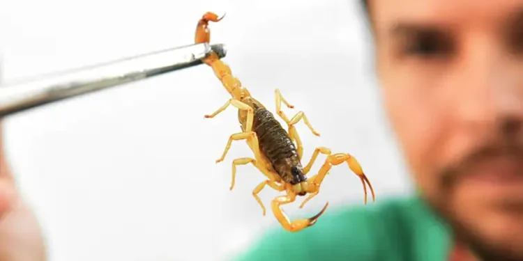 Brasil ultrapassa 200 mortes por picadas de escorpião em 2025. Saiba como agir e como prevenir acidentes.