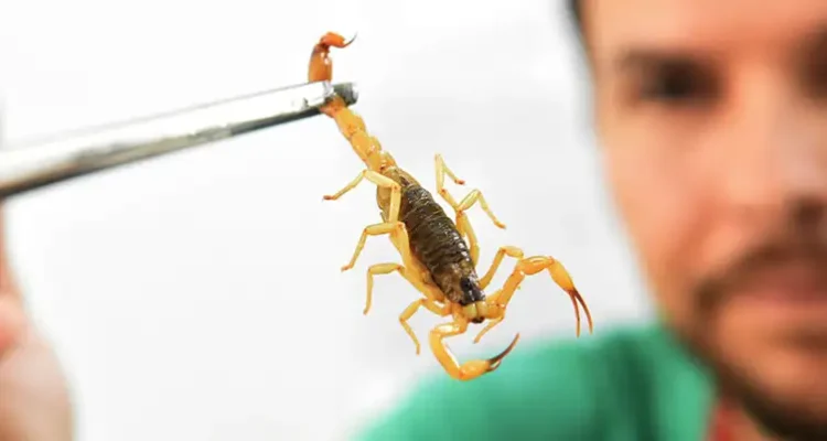 Brasil ultrapassa 200 mortes por picadas de escorpião em 2025. Saiba como agir e como prevenir acidentes.
