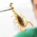 Brasil ultrapassa 200 mortes por picadas de escorpião em 2025. Saiba como agir e como prevenir acidentes.