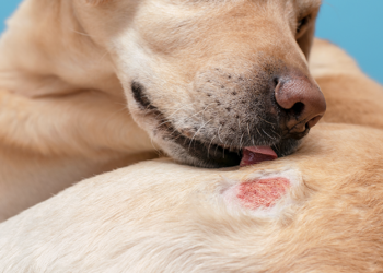 Lei estadual prevê ações educativas sobre alergia alimentar em animais.