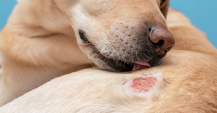 Lei estadual prevê ações educativas sobre alergia alimentar em animais.
