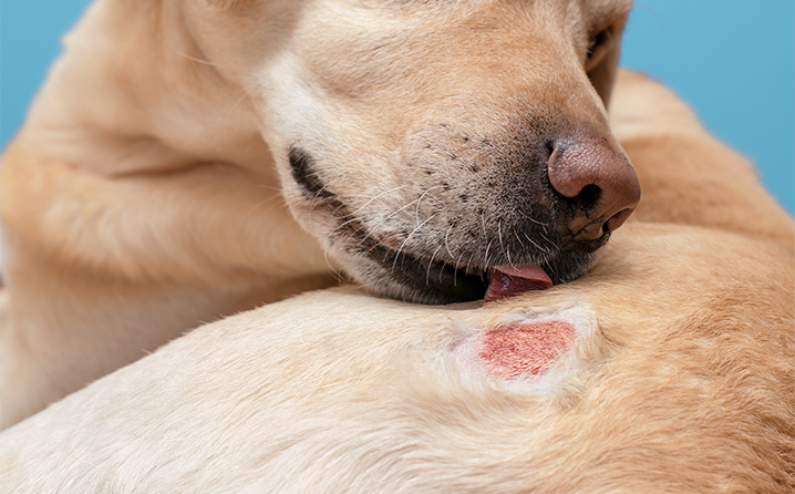 Lei estadual prevê ações educativas sobre alergia alimentar em animais.