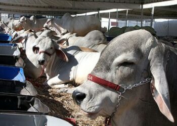 Iniciativa inédita em Macaé garante inseminação artificial completa e gratuita para produtores rurais cadastrados.