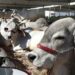 Iniciativa inédita em Macaé garante inseminação artificial completa e gratuita para produtores rurais cadastrados.