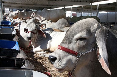 Iniciativa inédita em Macaé garante inseminação artificial completa e gratuita para produtores rurais cadastrados.