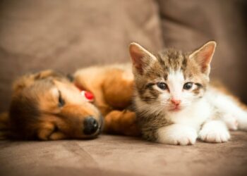 Novo Código de Direito dos Animais já está em vigor no Estado do Rio de Janeiro.
