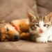 Novo Código de Direito dos Animais já está em vigor no Estado do Rio de Janeiro.