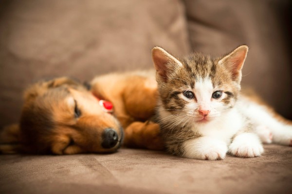 Novo Código de Direito dos Animais já está em vigor no Estado do Rio de Janeiro.