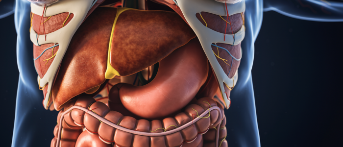 A esteatose hepática, ou acúmulo de gordura no fígado, pode ser controlada com alimentação rica em antioxidantes e anti-inflamatórios, associada à prática de exercícios e redução do consumo de álcool.
