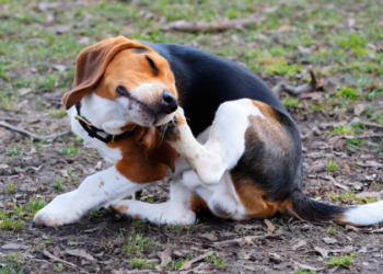 Veterinários alertam que calor e umidade aumentam o risco de infecções fúngicas em cães no verão e orientam cuidados essenciais para prevenir problemas dermatológicos.