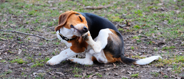 Veterinários alertam que calor e umidade aumentam o risco de infecções fúngicas em cães no verão e orientam cuidados essenciais para prevenir problemas dermatológicos.