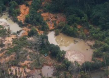 Edital Floresta Viva amplia prazo e reforça apoio a projetos indígenas