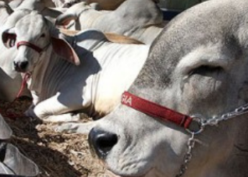 O programa ‘Macaé Reproduza+’ oferece inseminação artificial em tempo fixo (IATF) com acompanhamento técnico gratuito a pecuaristas, beneficiando mais de 21 mil vacas e promovendo aumento de produtividade e melhoramento genético.