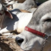 O programa ‘Macaé Reproduza+’ oferece inseminação artificial em tempo fixo (IATF) com acompanhamento técnico gratuito a pecuaristas, beneficiando mais de 21 mil vacas e promovendo aumento de produtividade e melhoramento genético.