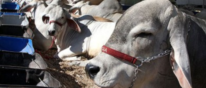 O programa ‘Macaé Reproduza+’ oferece inseminação artificial em tempo fixo (IATF) com acompanhamento técnico gratuito a pecuaristas, beneficiando mais de 21 mil vacas e promovendo aumento de produtividade e melhoramento genético.