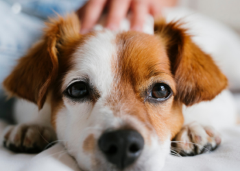 Estudo publicado na PLOS One revela que a perda de um animal de estimação pode gerar dor emocional profunda, comparável à morte de um familiar próximo.
