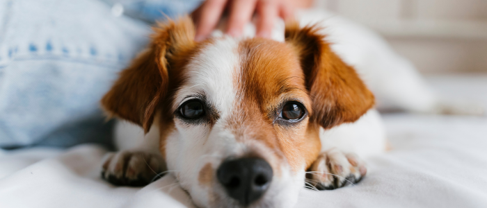 Estudo publicado na PLOS One revela que a perda de um animal de estimação pode gerar dor emocional profunda, comparável à morte de um familiar próximo.