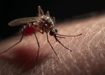 Tecnologia desenvolvida no Tocantins utiliza armadilha biológica com fungos e sensores ambientais para combater dengue, zika e chikungunya.