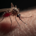 Tecnologia desenvolvida no Tocantins utiliza armadilha biológica com fungos e sensores ambientais para combater dengue, zika e chikungunya.