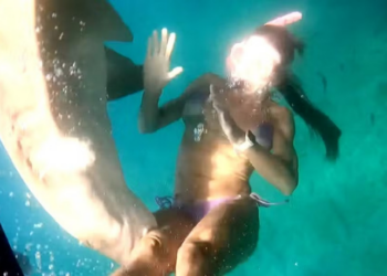 Turista é mordida por tubarão-limão durante mergulho em Fernando de Noronha. Caso não foi grave, mas reacende alerta sobre segurança e respeito à vida marinha.