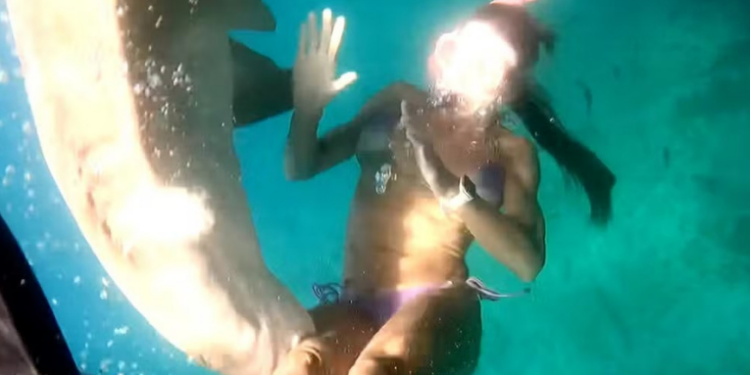 Turista é mordida por tubarão-limão durante mergulho em Fernando de Noronha. Caso não foi grave, mas reacende alerta sobre segurança e respeito à vida marinha.