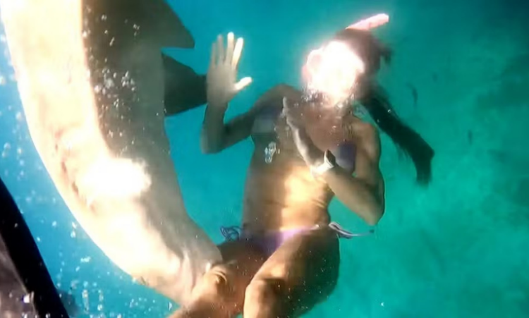 Turista é mordida por tubarão-limão durante mergulho em Fernando de Noronha. Caso não foi grave, mas reacende alerta sobre segurança e respeito à vida marinha.
